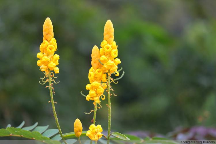 黃花決明